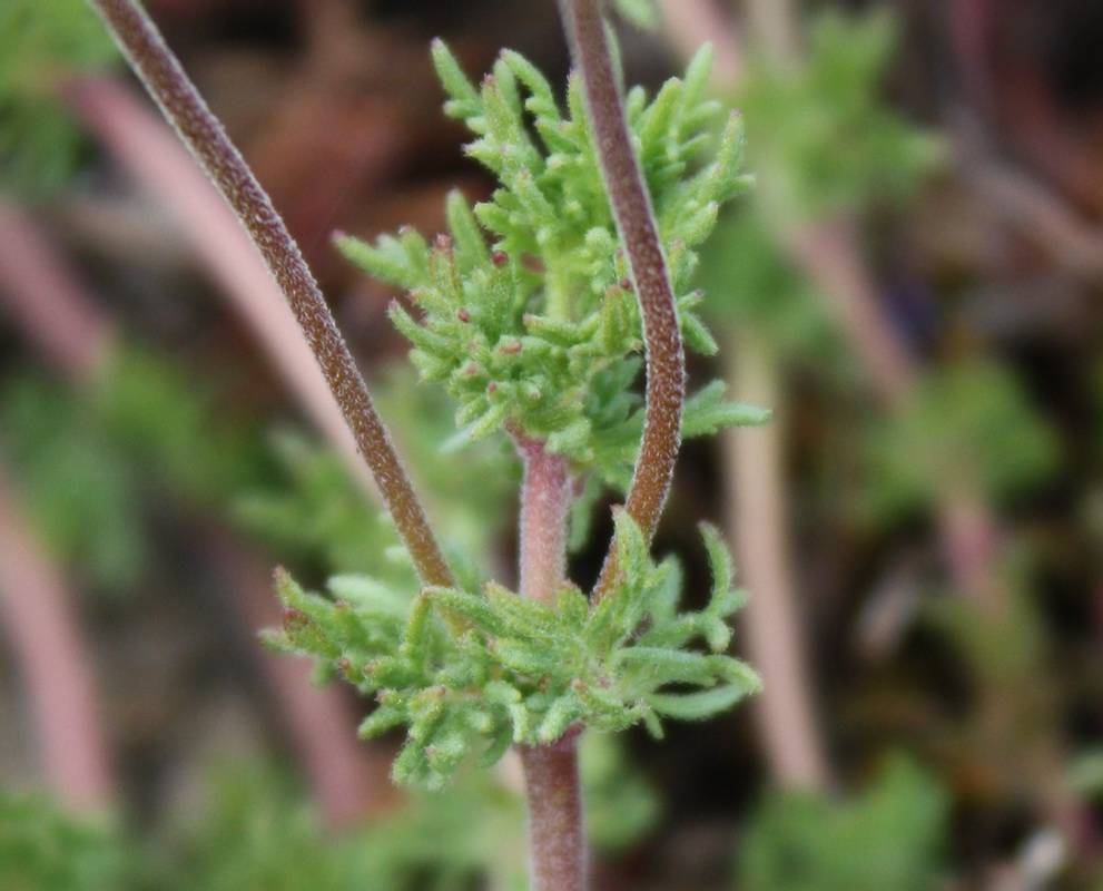 Image of Veronica capsellicarpa specimen.