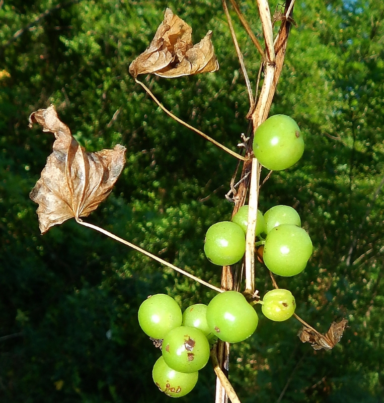 Image of Tamus communis specimen.