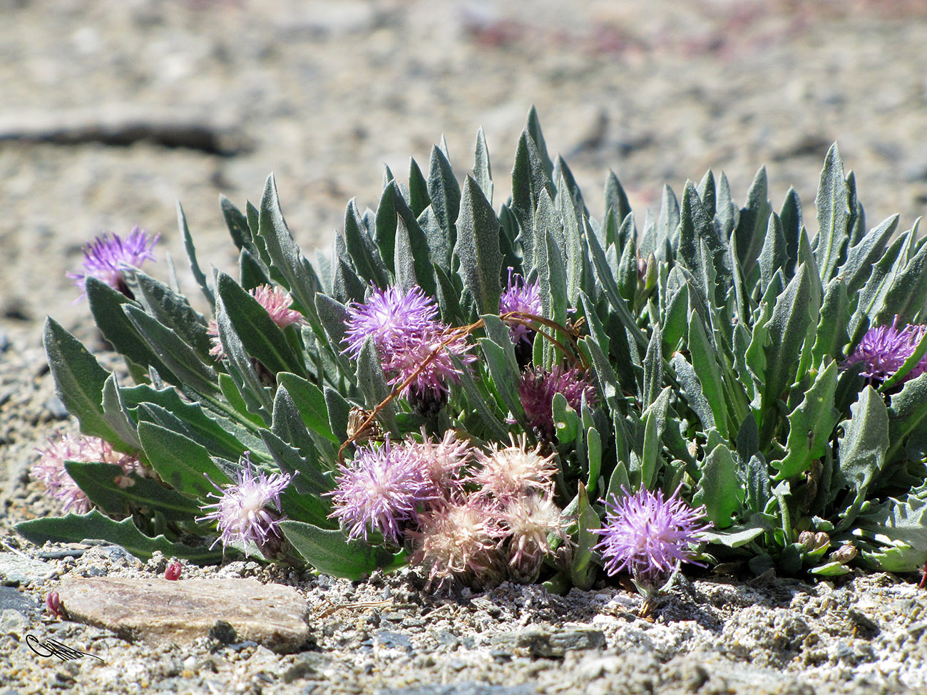Image of Saussurea famintziniana specimen.