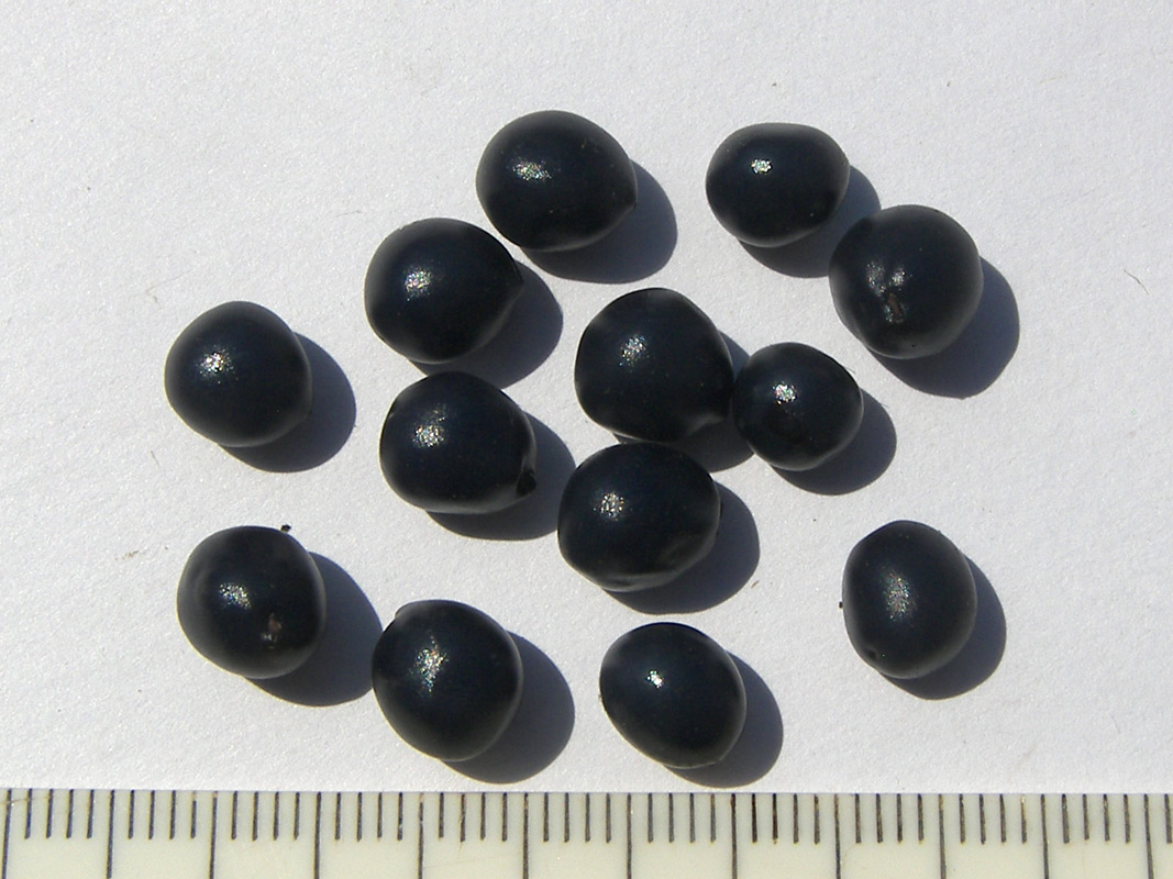 Image of Paeonia daurica specimen.