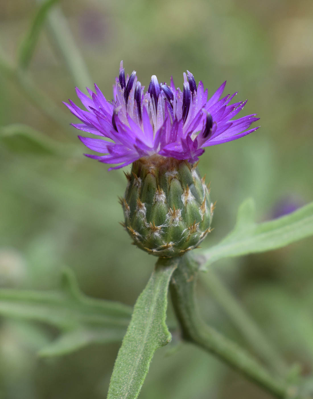 Image of Centaurea aspera specimen.