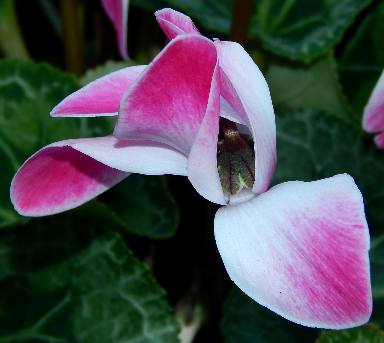 Image of Cyclamen persicum specimen.