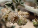 Medicago marina