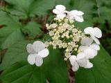 Viburnum opulus. Соцветие. Свердловская обл., окр. г. Среднеуральск, дер. Коптяки, смешанный лес. 13.06.2010.