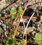 Ranunculus repens