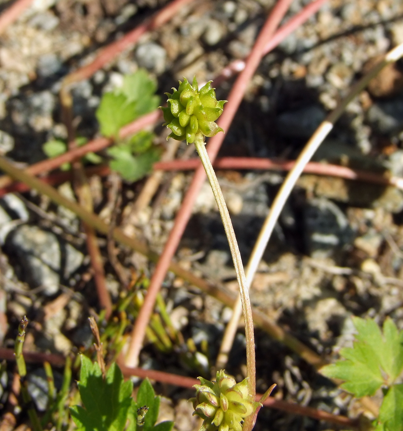 Image of Ranunculus repens specimen.