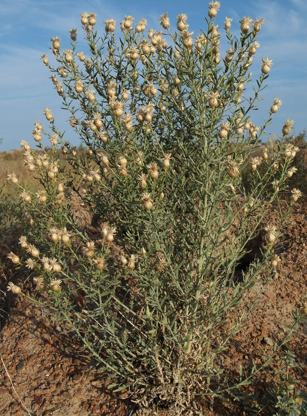 Image of Acroptilon repens specimen.