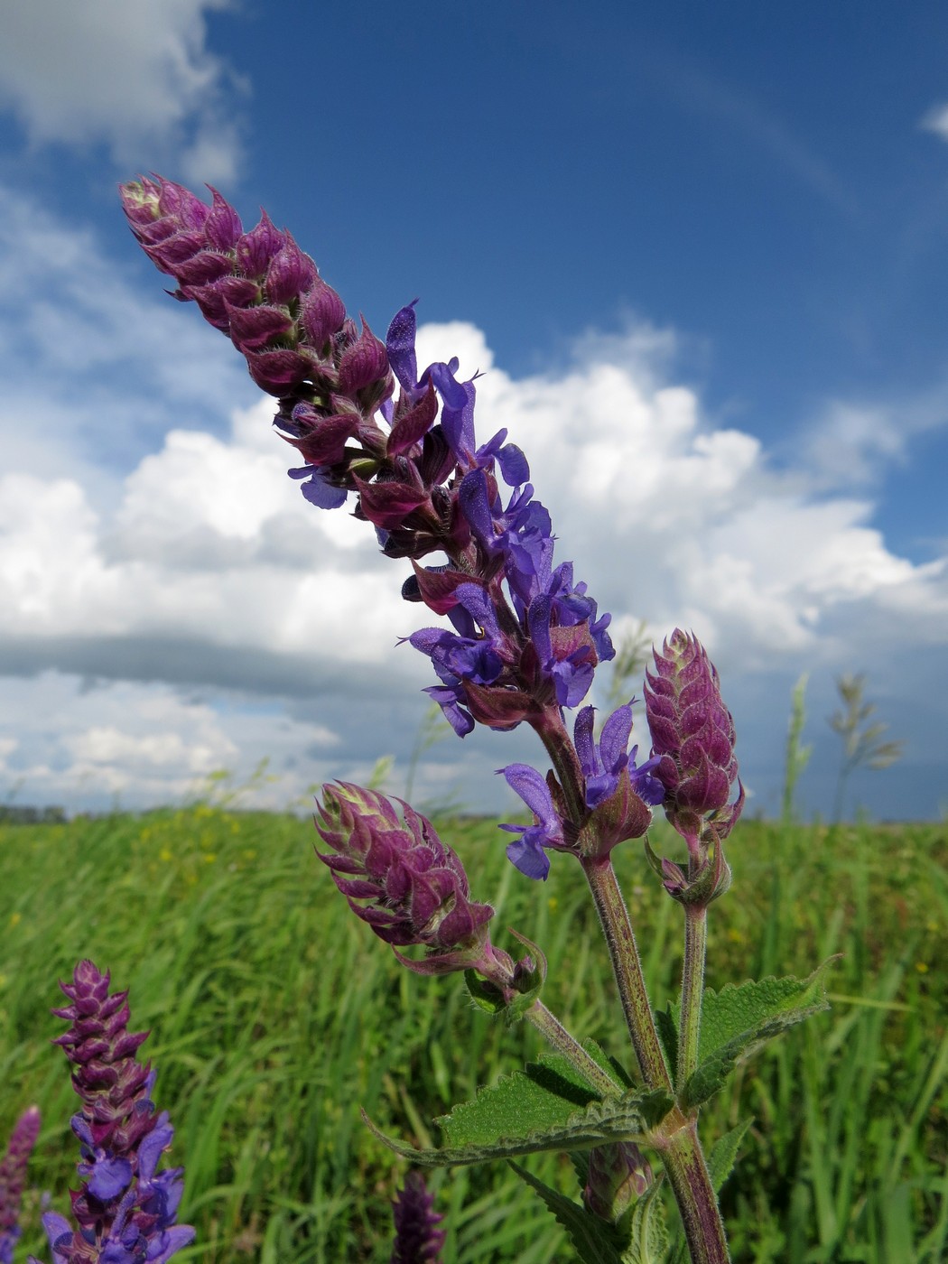 Изображение особи Salvia deserta.