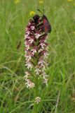 Neotinea ustulata. Соцветие с кормящейся бабочкой-пестрянкой (Zygaena sp.). ФРГ, земля Северный Рейн-Вестфалия, р-н Ойскирхен, окр. г. Бад-Мюнстерайфель, луговой склон. 29 мая 2010 г.