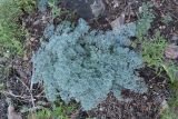 Phlojodicarpus sibiricus. Вегетирующее растение. Иркутская обл., Иркутский р-н, окр. пос. Большое Голоустное, скальный береговой обрыв к Байкалу с редкими деревьями. 17.08.2018.