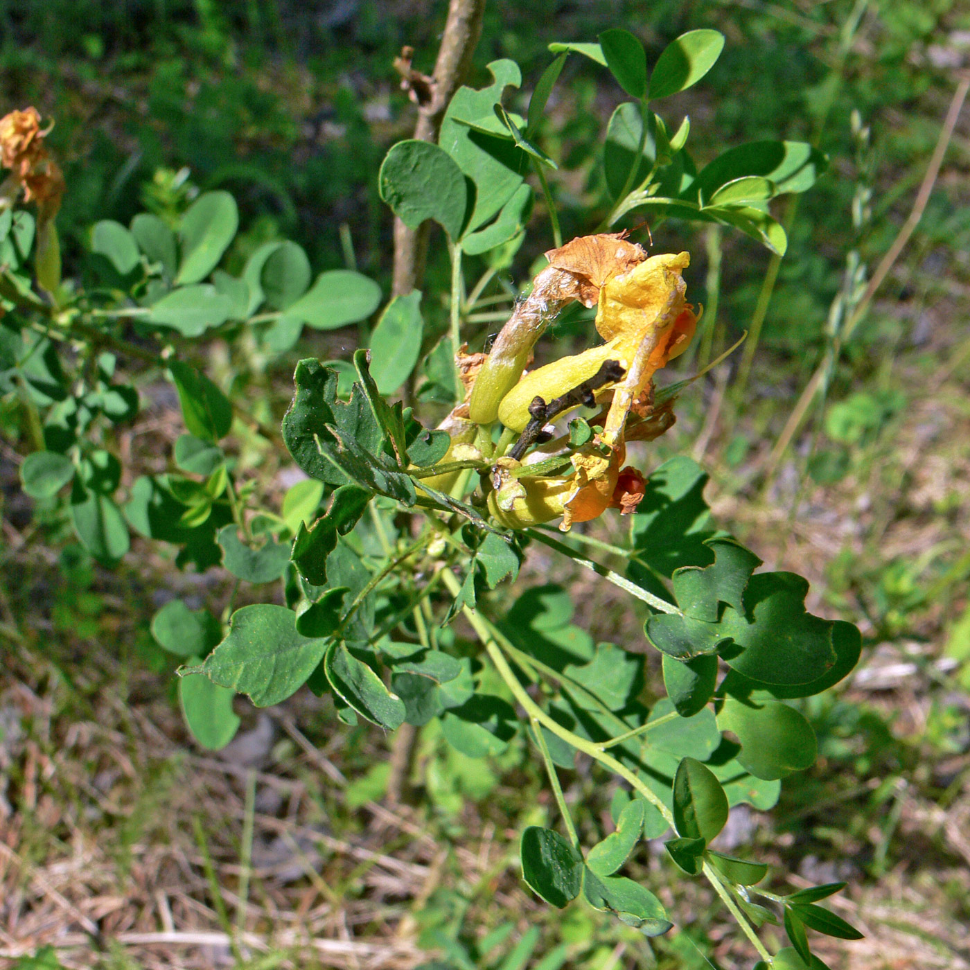 Изображение особи Chamaecytisus ruthenicus.