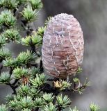 Cedrus libani ssp. brevifolia