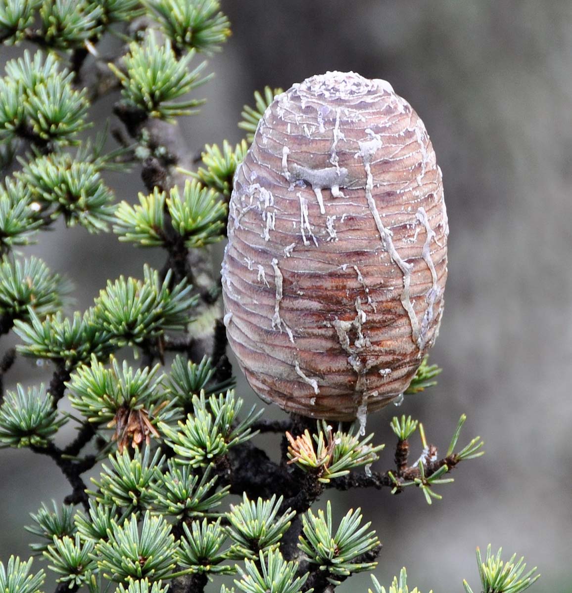 Изображение особи Cedrus libani ssp. brevifolia.