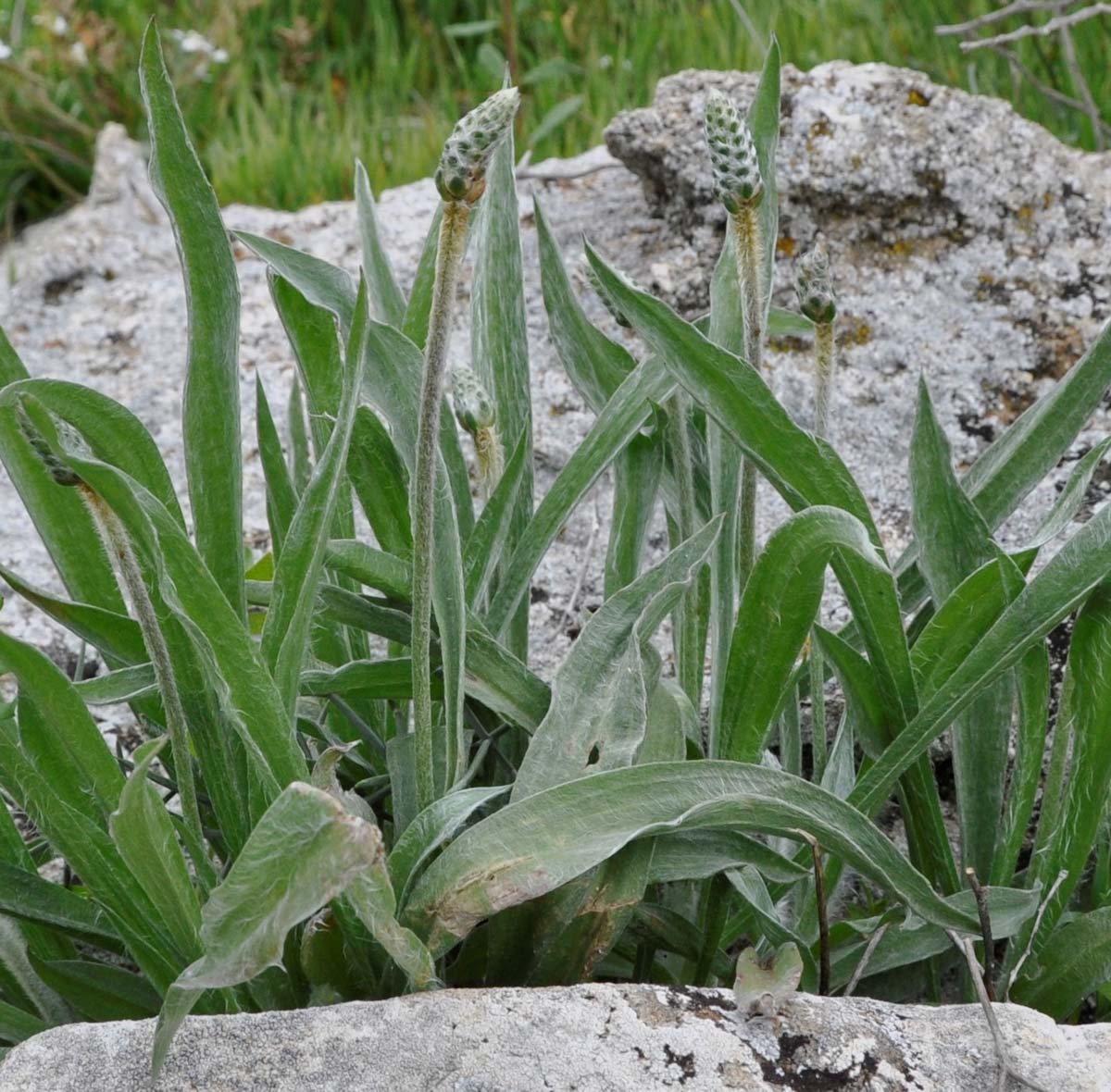 Изображение особи Plantago albicans.