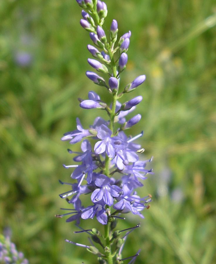 Image of Veronica spuria specimen.