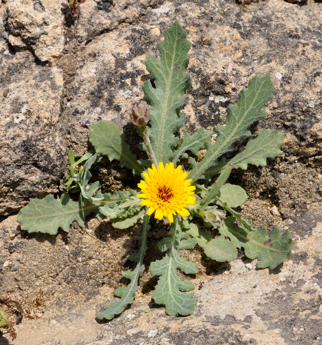 Image of Reichardia tingitana specimen.