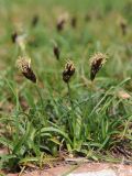 Carex pachystylis