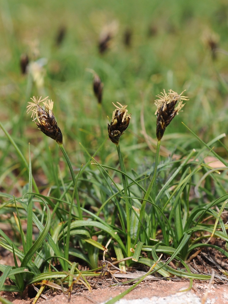 Изображение особи Carex pachystylis.