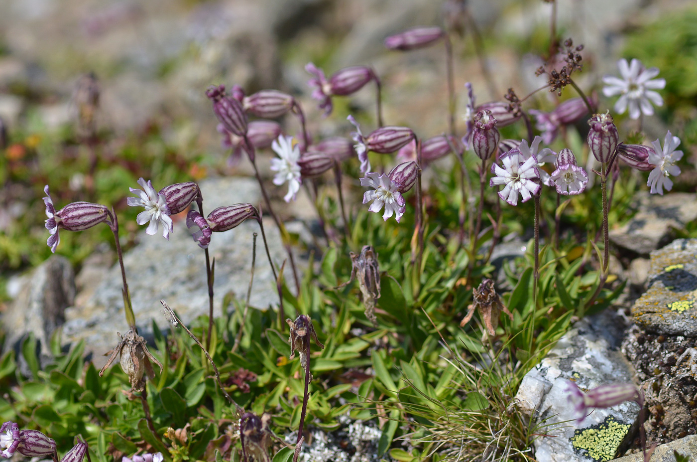 Изображение особи Silene lychnidea.