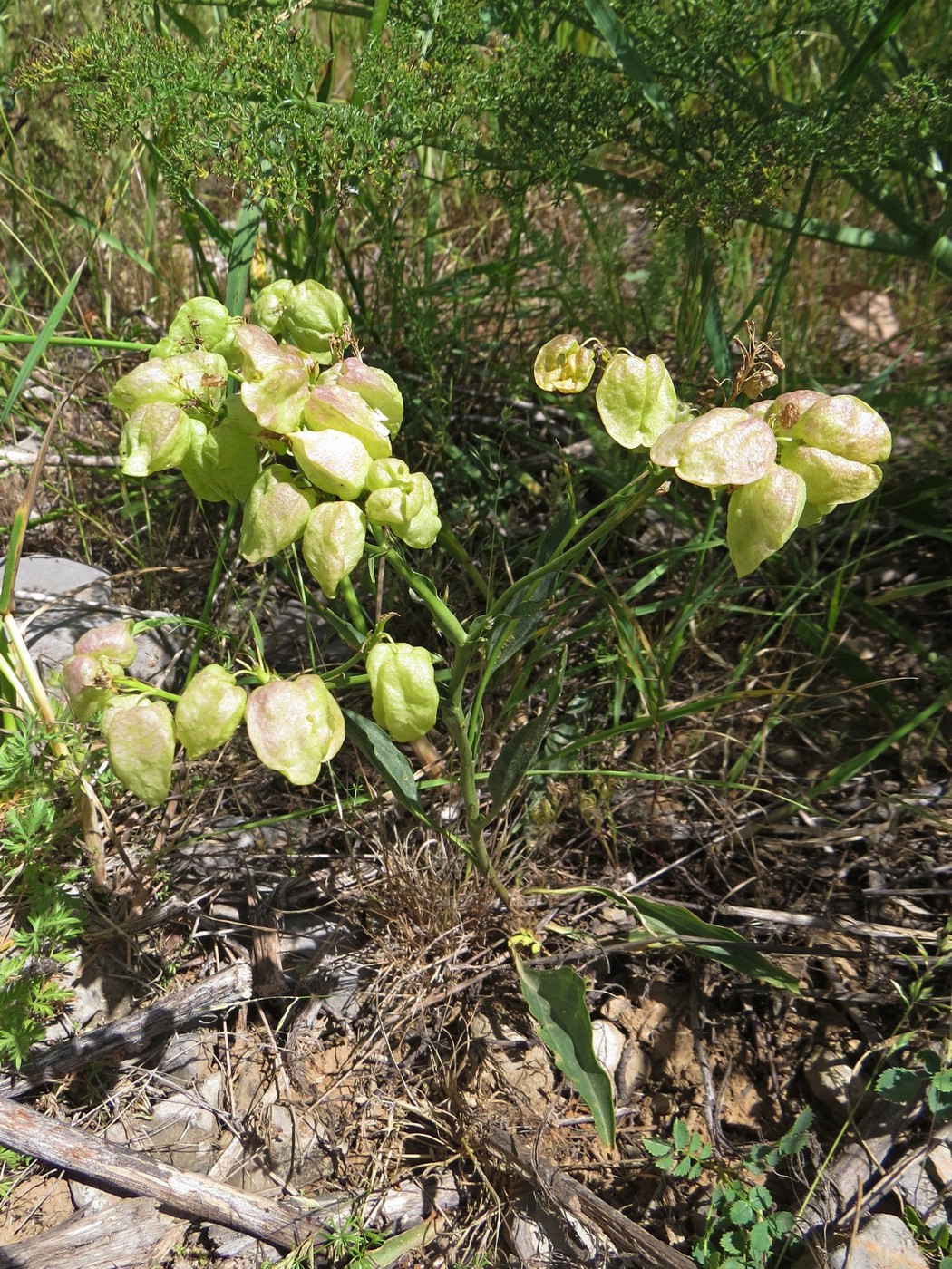 Image of Stubendorffia lipskyi specimen.