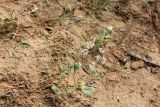 Aphanopleura leptoclada. Цветущее растение на закрепленных песках. Узбекистан, Бухарская обл., \"Экоцентр Джейран\". 22.04.2019.