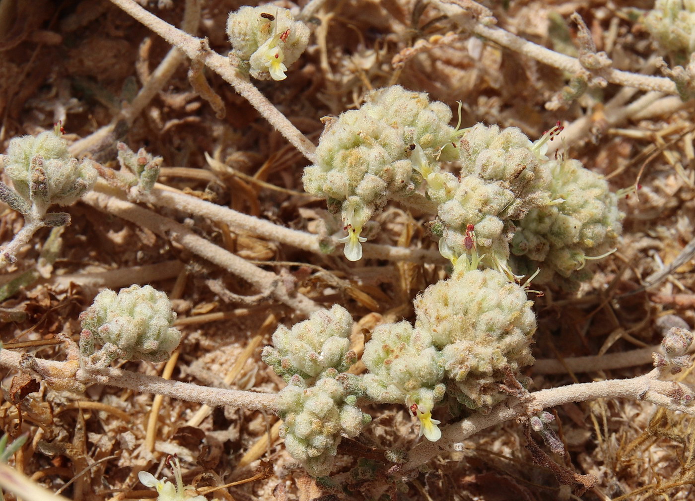 Изображение особи Teucrium capitatum.