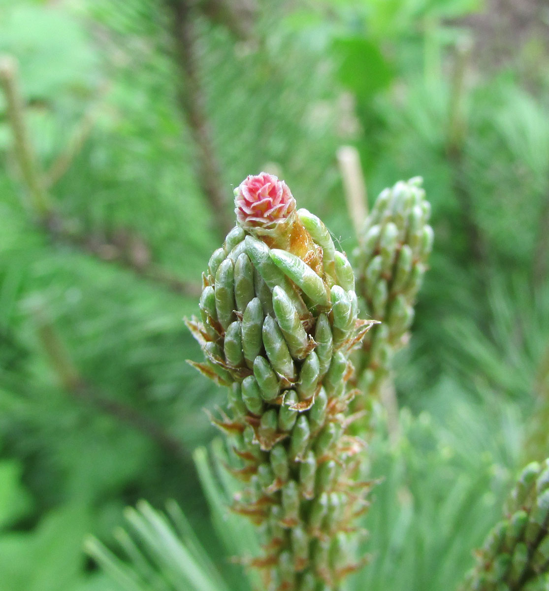 Изображение особи Pinus mugo.