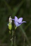 Campanula altaica