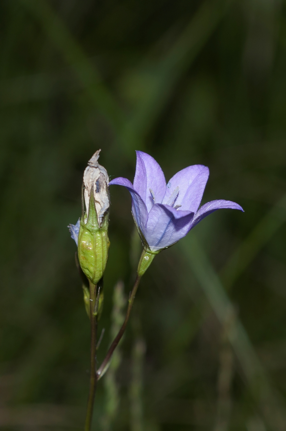 Image of Campanula altaica specimen.