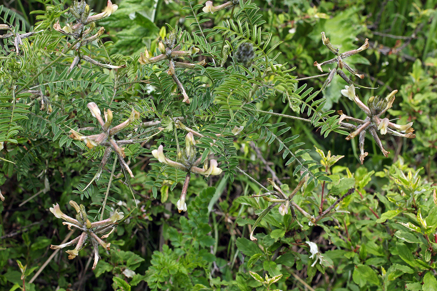 Изображение особи Astragalus neolipskyanus.