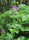 Geranium sylvaticum