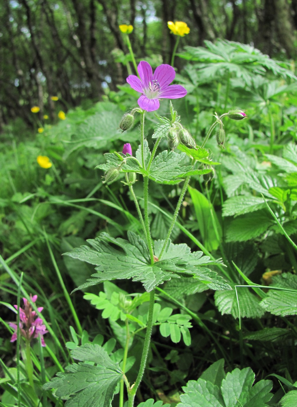 Изображение особи Geranium sylvaticum.