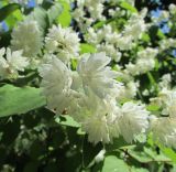 Deutzia разновидность candidissima