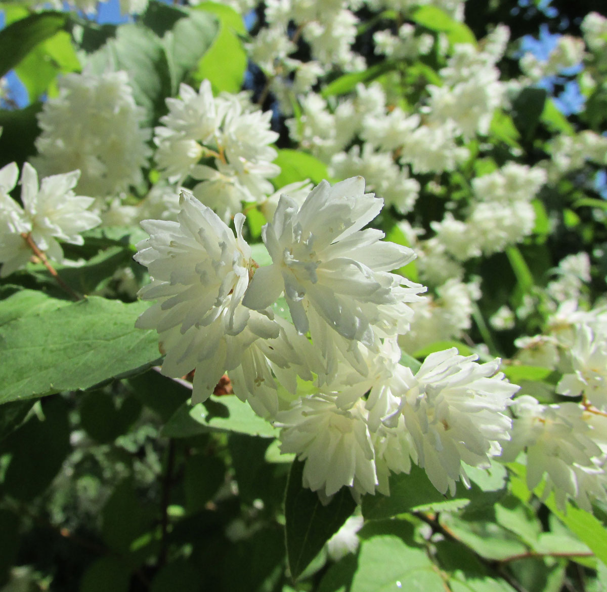 Изображение особи Deutzia scabra var. candidissima.