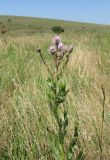 Cirsium setosum