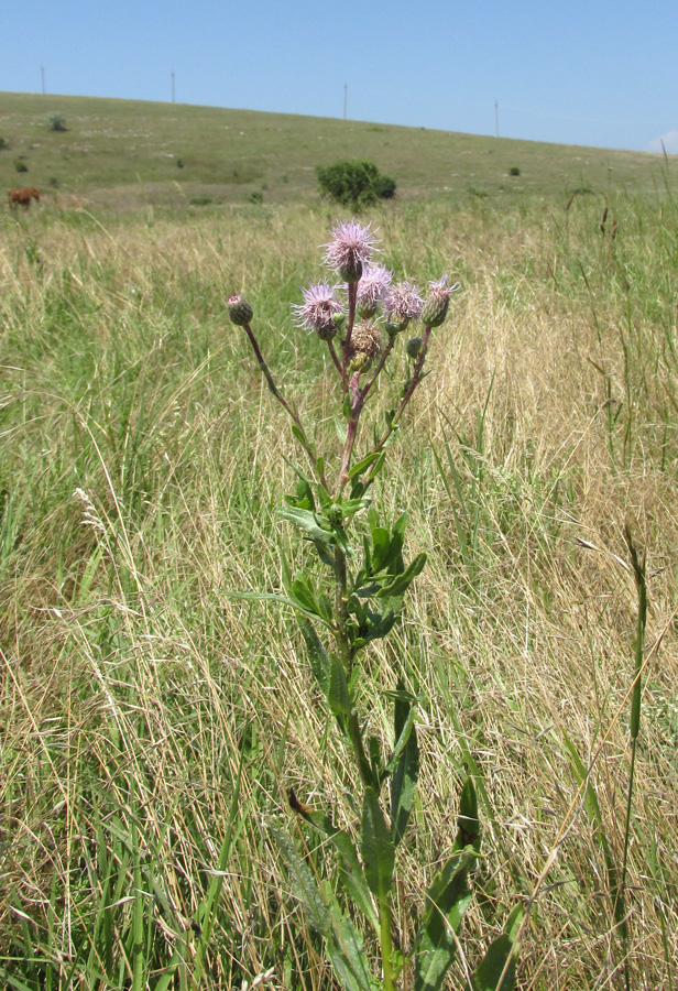 Image of Cirsium setosum specimen.