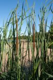 Typha angustifolia