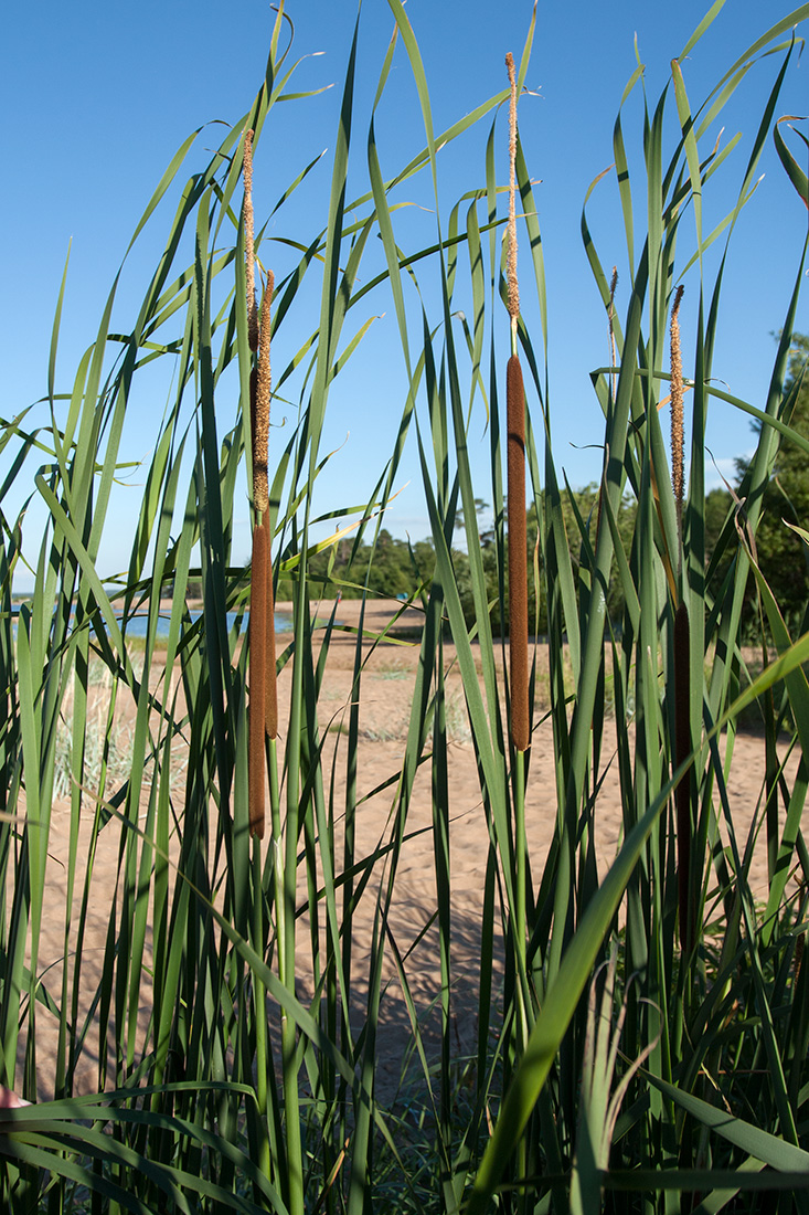 Изображение особи Typha angustifolia.