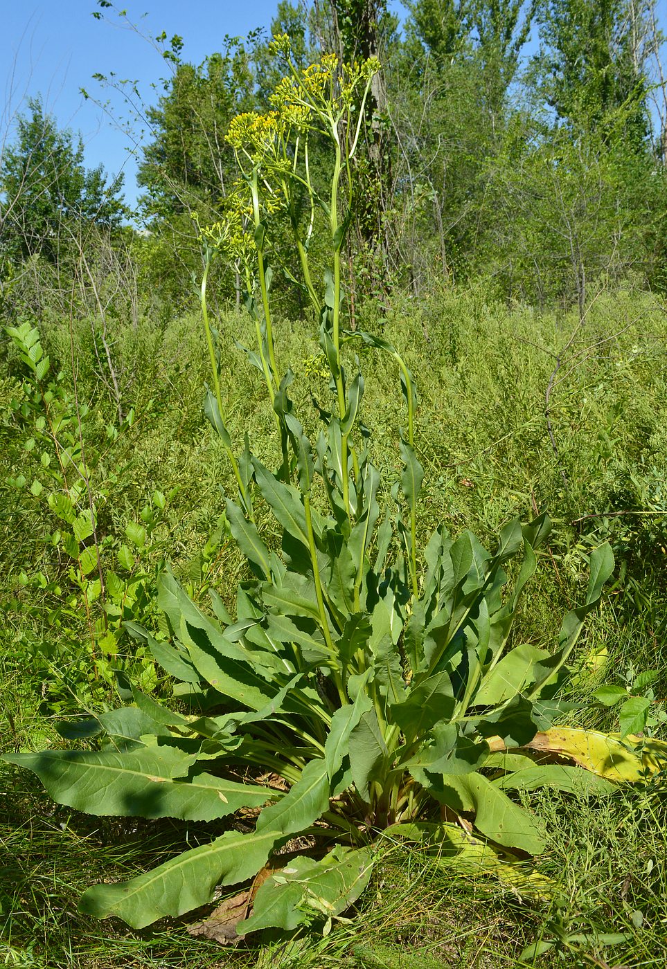 Изображение особи Senecio schwetzowii.