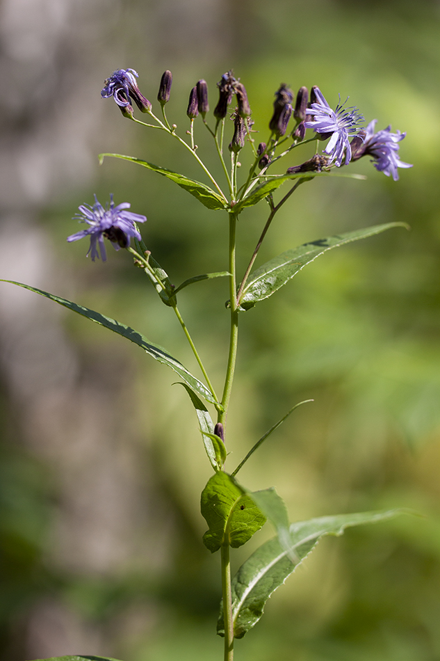 Изображение особи Lactuca sibirica.