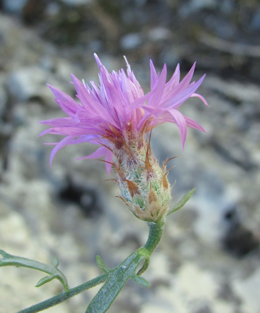 Image of Centaurea caspia specimen.