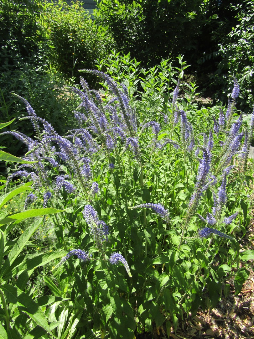 Image of Veronica longifolia specimen.