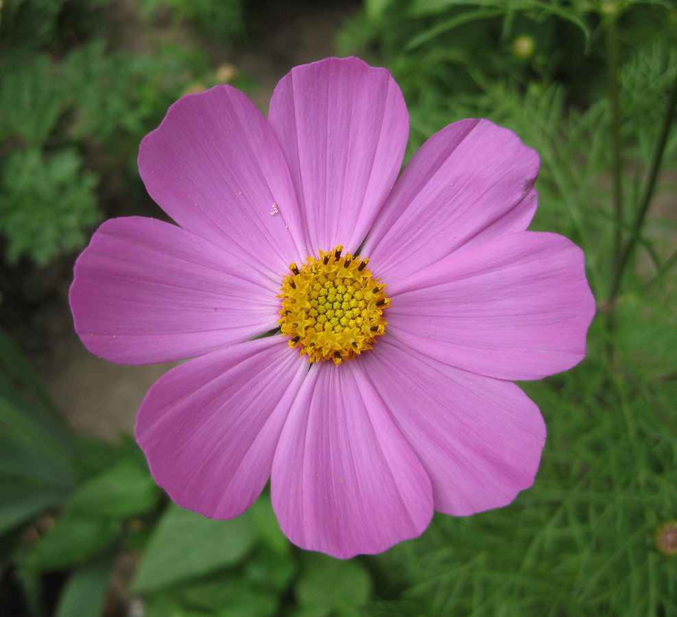 Image of Cosmos bipinnatus specimen.