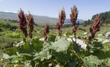 Rumex alpinus