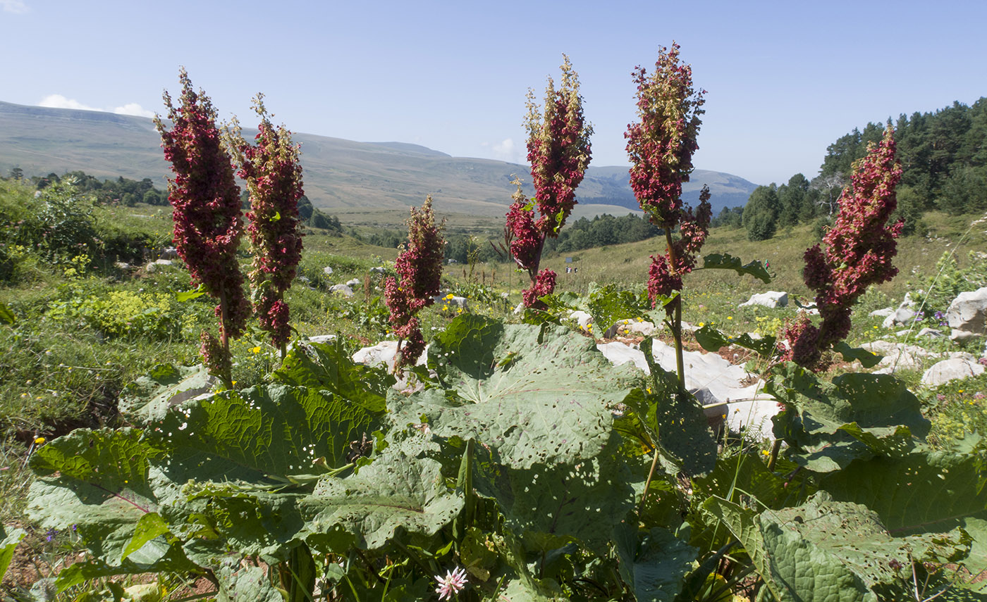 Изображение особи Rumex alpinus.