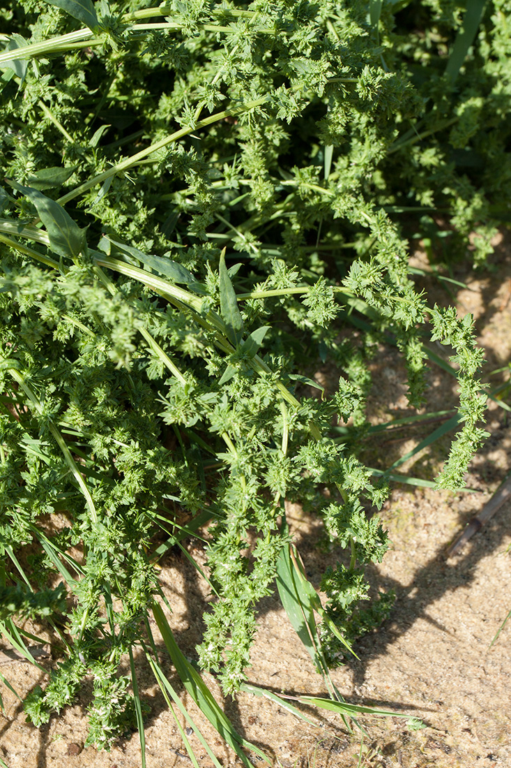 Image of Atriplex calotheca specimen.