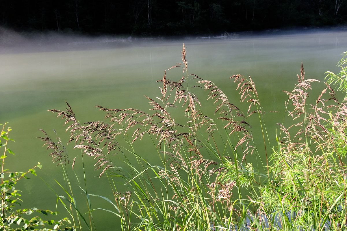 Image of Calamagrostis purpurea specimen.