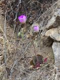 Cistanthe grandiflora