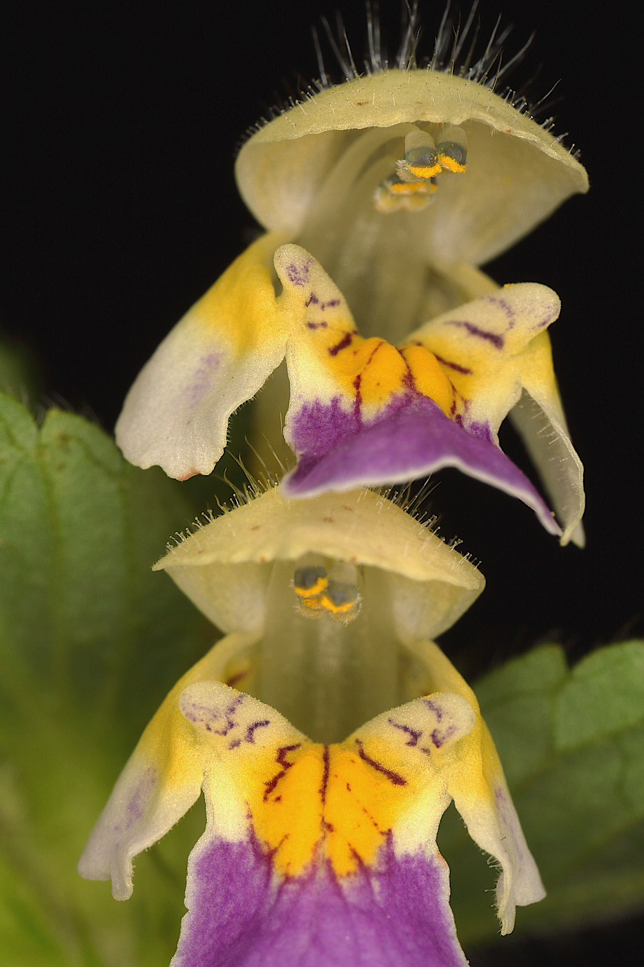 Image of Galeopsis speciosa specimen.