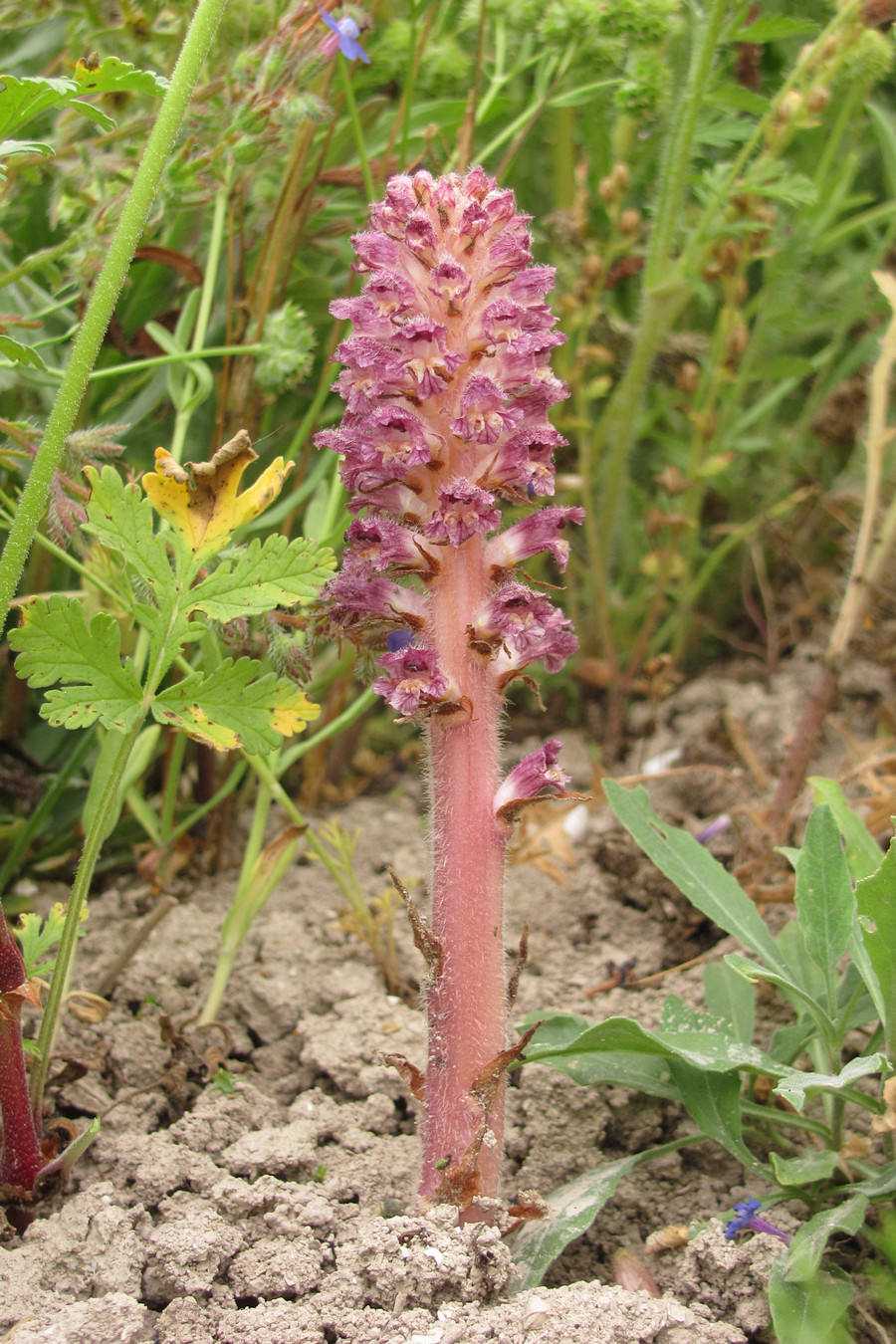 Image of Orobanche pubescens specimen.